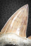 07332 - Top Huge OTODUS OBLIQUUS (mackerel shark) Tooth Paleocene