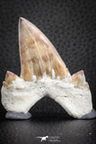 07332 - Top Huge OTODUS OBLIQUUS (mackerel shark) Tooth Paleocene