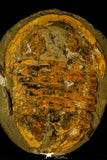 30465 - Huge 7.09 Inch Asaphid Trilobite in Concretion - Pos/Neg Ordovician