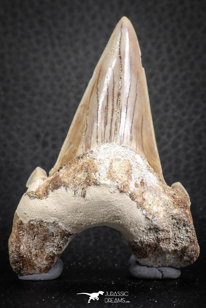07333 - Top Huge OTODUS OBLIQUUS (mackerel shark) Tooth Paleocene