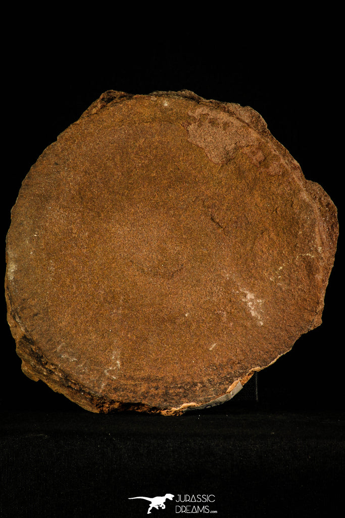 30466 - Top Rare 6.69 inch Eldonia sp. Ordovician Jellyfish