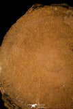 30466 - Top Rare 6.69 inch Eldonia sp. Ordovician Jellyfish