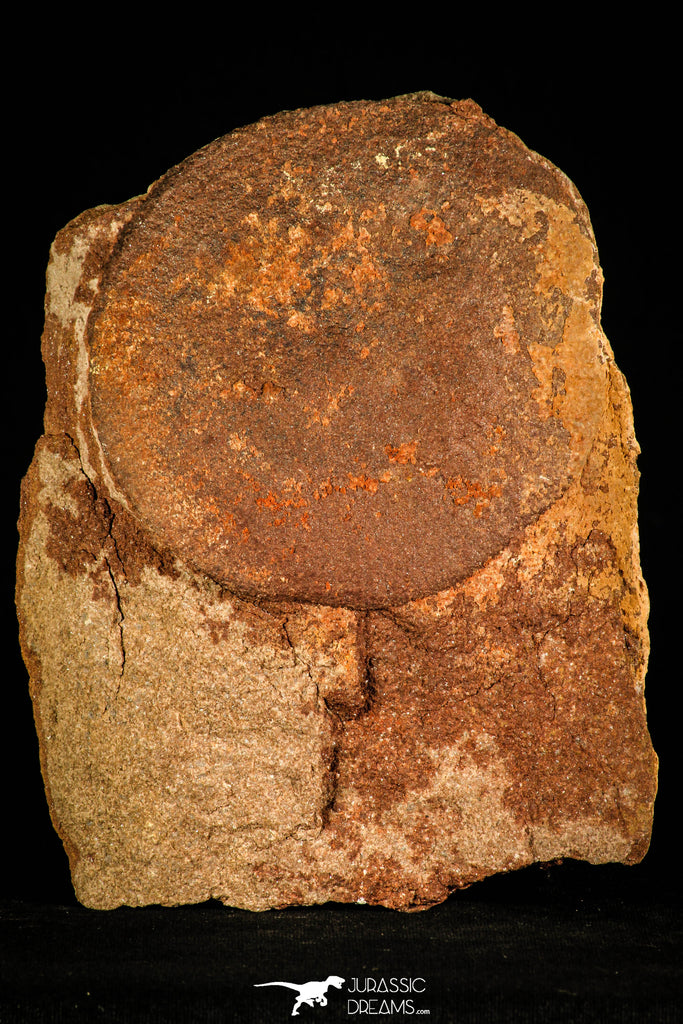 30468 - Top Rare 3.94 inch Eldonia sp. Ordovician Jellyfish