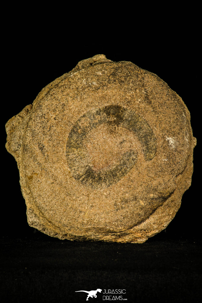 30469 - Well Preserved 2.16 inch Eldonia sp. Ordovician Jellyfish