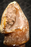 07342 - Beautiful 1.26 Inch Chalcedonized Fossil Gastropod Cretaceous Dakhla