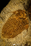 30471 - Museum Grade Superb Plate with 4 Dalmanitina sp Upper Ordovician Trilobites