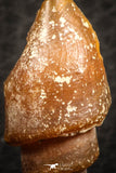 07342 - Beautiful 1.26 Inch Chalcedonized Fossil Gastropod Cretaceous Dakhla