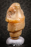 07344 - Beautiful 1.10 Inch Chalcedonized Fossil Gastropod Cretaceous Dakhla