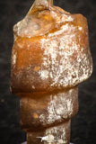 07345 - Beautiful 1.02 Inch Chalcedonized Fossil Gastropod Cretaceous Dakhla