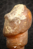 07346 - Beautiful 1.10 Inch Chalcedonized Fossil Gastropod Cretaceous Dakhla