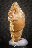 07347 - Beautiful 1.16 Inch Chalcedonized Fossil Gastropod Cretaceous Dakhla