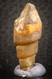 07347 - Beautiful 1.16 Inch Chalcedonized Fossil Gastropod Cretaceous Dakhla