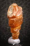 07348 - Beautiful 1.07 Inch Chalcedonized Fossil Gastropod Cretaceous Dakhla