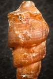 07348 - Beautiful 1.07 Inch Chalcedonized Fossil Gastropod Cretaceous Dakhla