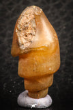 07349 - Beautiful 1.06 Inch Chalcedonized Fossil Gastropod Cretaceous Dakhla