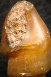 07349 - Beautiful 1.06 Inch Chalcedonized Fossil Gastropod Cretaceous Dakhla