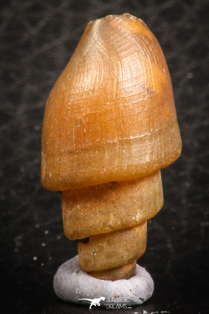 07349 - Beautiful 1.06 Inch Chalcedonized Fossil Gastropod Cretaceous Dakhla