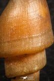 07349 - Beautiful 1.06 Inch Chalcedonized Fossil Gastropod Cretaceous Dakhla