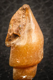 07350 - Beautiful 1.06 Inch Chalcedonized Fossil Gastropod Cretaceous Dakhla