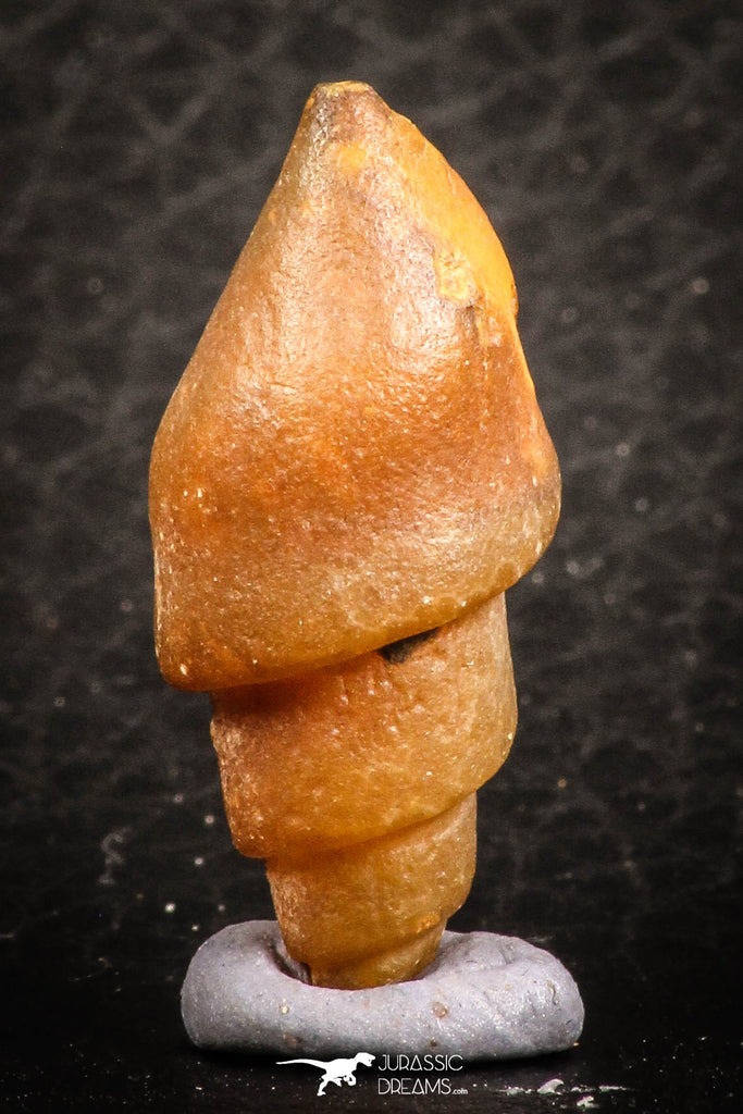 07350 - Beautiful 1.06 Inch Chalcedonized Fossil Gastropod Cretaceous Dakhla