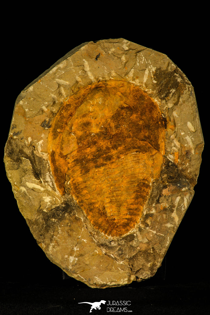 30478 -Great 4.72 Inch Cambropallas telesto Middle Cambrian Trilobite