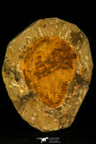 30478 -Great 4.72 Inch Cambropallas telesto Middle Cambrian Trilobite