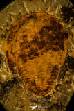 30478 -Great 4.72 Inch Cambropallas telesto Middle Cambrian Trilobite