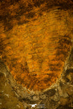 30478 -Great 4.72 Inch Cambropallas telesto Middle Cambrian Trilobite