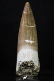 20222 - Top Quality 2.13 Inch Partially Rooted Elasmosaur (Zarafasaura oceanis) Tooth