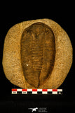 30479 - Great 5.19 Inch Eudolatites sp Upper Ordovician Trilobite