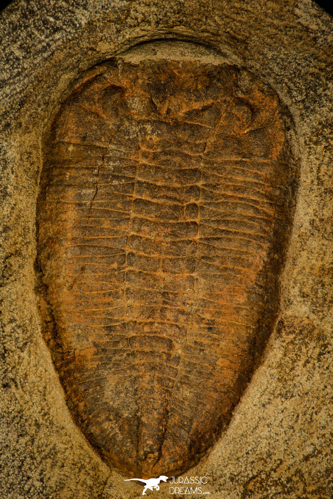 30480 - Nicely Preserved Huge 5.52 Inch Eudolatites sp Upper Ordovician Trilobite