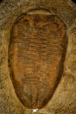 30480 - Nicely Preserved Huge 5.52 Inch Eudolatites sp Upper Ordovician Trilobite