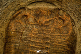 30480 - Nicely Preserved Huge 5.52 Inch Eudolatites sp Upper Ordovician Trilobite
