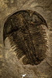 30481 - Museum Association Altiocculus harrisi + Dorypyge swasii + Asaphiscus wheeleri Middle Cambrian Trilobites