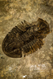 30481 - Museum Association Altiocculus harrisi + Dorypyge swasii + Asaphiscus wheeleri Middle Cambrian Trilobites