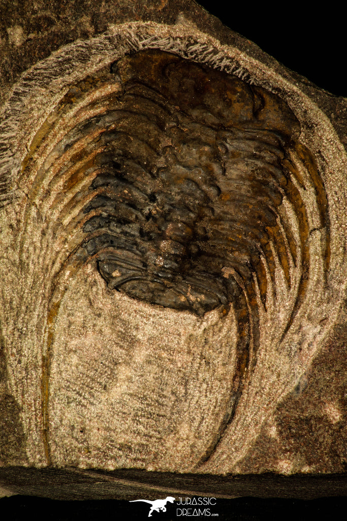 30482 - Beautiful 4.26 Inch Selenopeltis longispina Upper Ordovician Trilobite