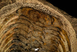 30482 - Beautiful 4.26 Inch Selenopeltis longispina Upper Ordovician Trilobite
