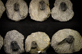 21248 - Great Collection of 14 Leonaspis sp Middle Devonian Trilobites