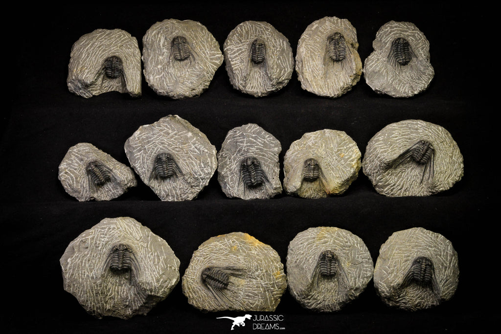 21248 - Great Collection of 14 Leonaspis sp Middle Devonian Trilobites