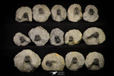21248 - Great Collection of 14 Leonaspis sp Middle Devonian Trilobites