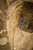 30482 - Beautiful 4.26 Inch Selenopeltis longispina Upper Ordovician Trilobite