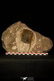 30482 - Beautiful 4.26 Inch Selenopeltis longispina Upper Ordovician Trilobite