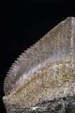 20228 - Top Huge 1.40 Inch Squalicorax pristodontus (Crow Shark) Tooth