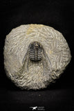21248 - Great Collection of 14 Leonaspis sp Middle Devonian Trilobites