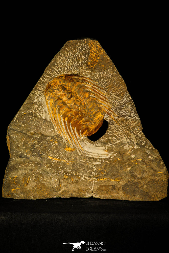 30484 - Museum Grade Association Selenopeltis longispina + 3 Eudolatites sp Upper Ordovician Trilobite