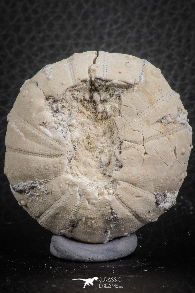 07358 - Top Beautiful 1.78 Inch Heterodiadema libycum (Sea Urchin) Cretaceous