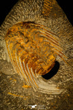 30484 - Museum Grade Association Selenopeltis longispina + 3 Eudolatites sp Upper Ordovician Trilobite