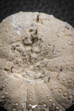 07358 - Top Beautiful 1.78 Inch Heterodiadema libycum (Sea Urchin) Cretaceous