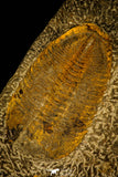 30484 - Museum Grade Association Selenopeltis longispina + 3 Eudolatites sp Upper Ordovician Trilobite
