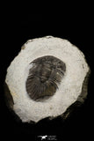 21249 - Great Collection of 15 Scabriscutellum sp Middle Devonian Trilobites